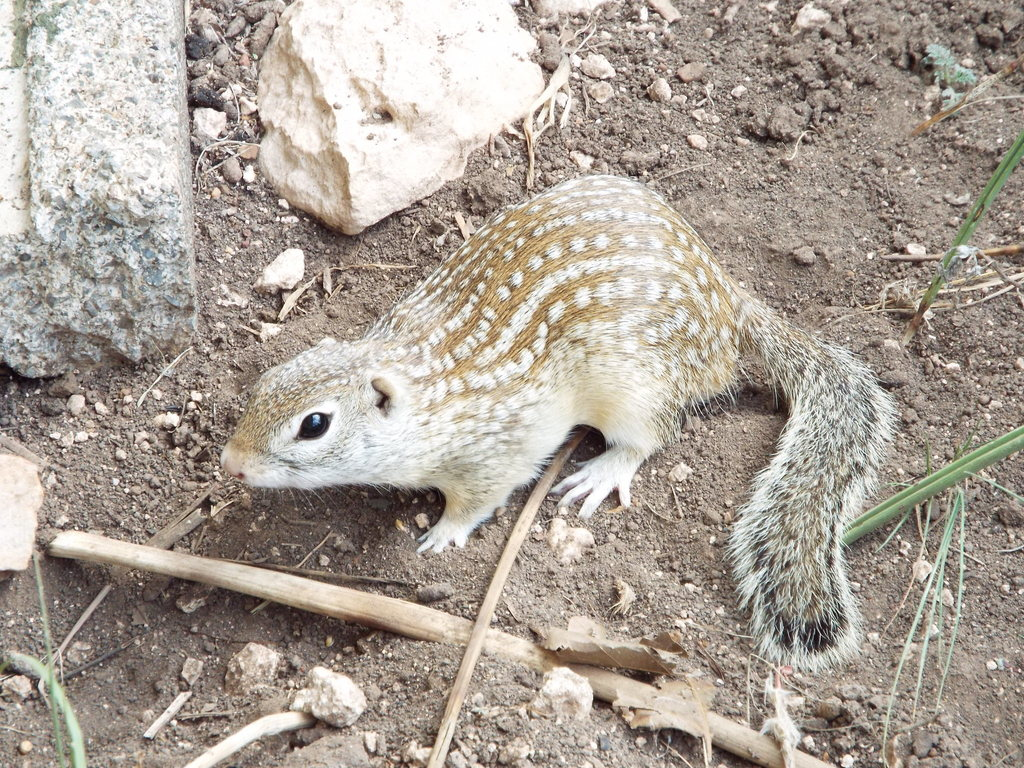 <p>Smaller, than other ground squirrels. </p>