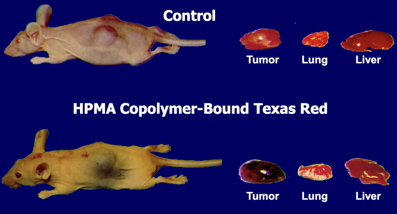 <ul><li><p>Passive Tumor Targeting (EPR Effect)</p></li><li><p>just an example</p></li><li><p>color means if drug made it to the tumor it needs to affect</p></li></ul><p></p>