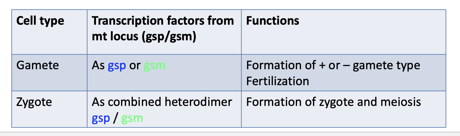 <ul><li><p>The mating type gene is a transcription factor that initiates the expression of genes to make one type of gamete</p></li></ul><p></p>