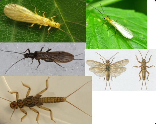 <p>ŘÁD- česky, latinsky</p><p>Podřád- /</p><p>Infrařád- /</p><p>Čeleď- /</p><p>Rod- /</p><p>Druh- /</p><p>(hlava má oči výrazně na stranách)</p>