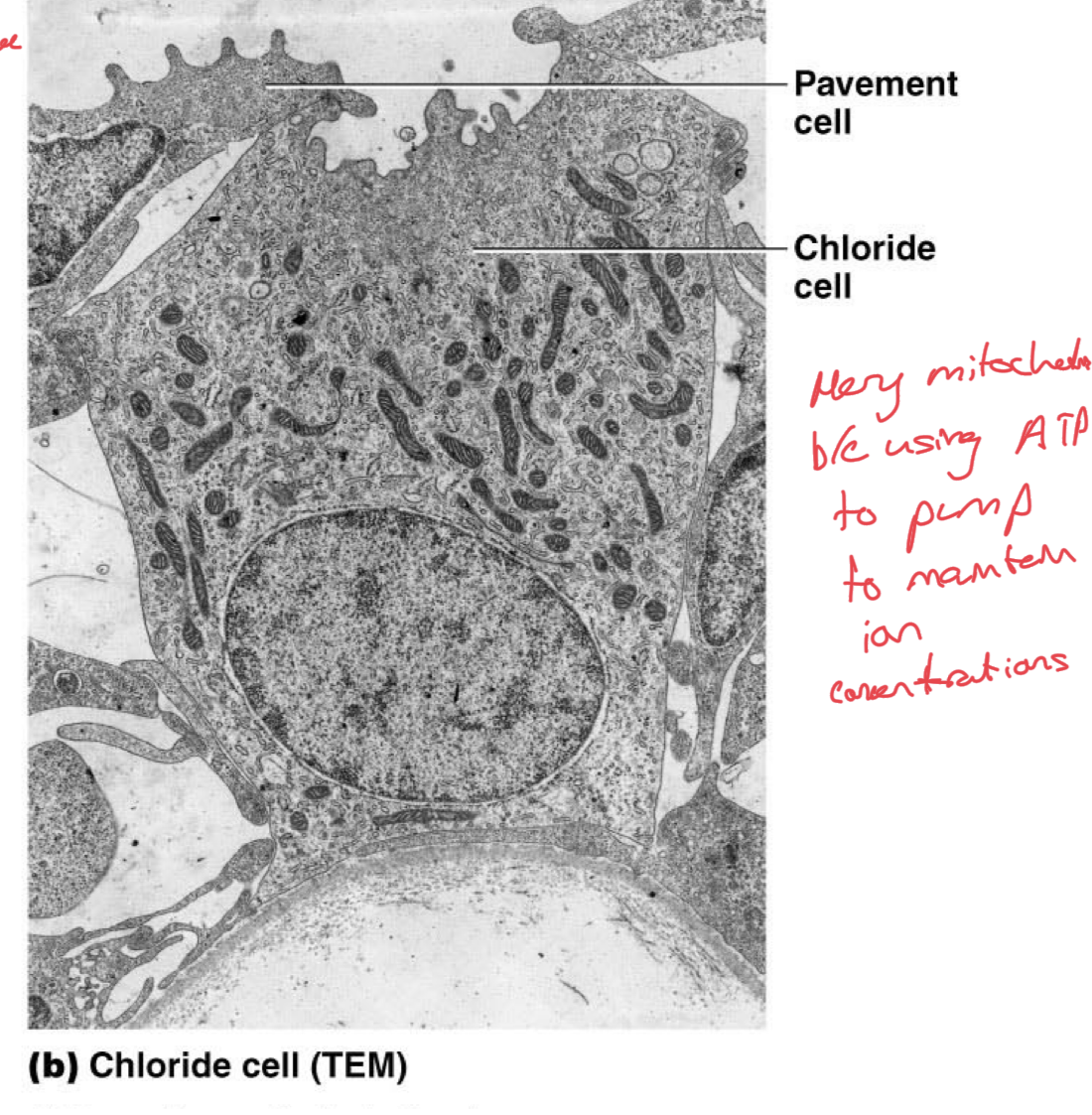 <p>Fish gill lamellae are the major organ that controls osmolarity.</p><p>Lamellae are composed of mitochondria-rich chloride cells, pavement cells which can be mitochondria rich or poor</p><p>Pavement cells of lamellae carry out other tasks to maintain the water-ion balance.</p><p>Transport of ions is likely carried out by the mitochondria rich cells because they have lots of ATP production to power the transporters.</p>