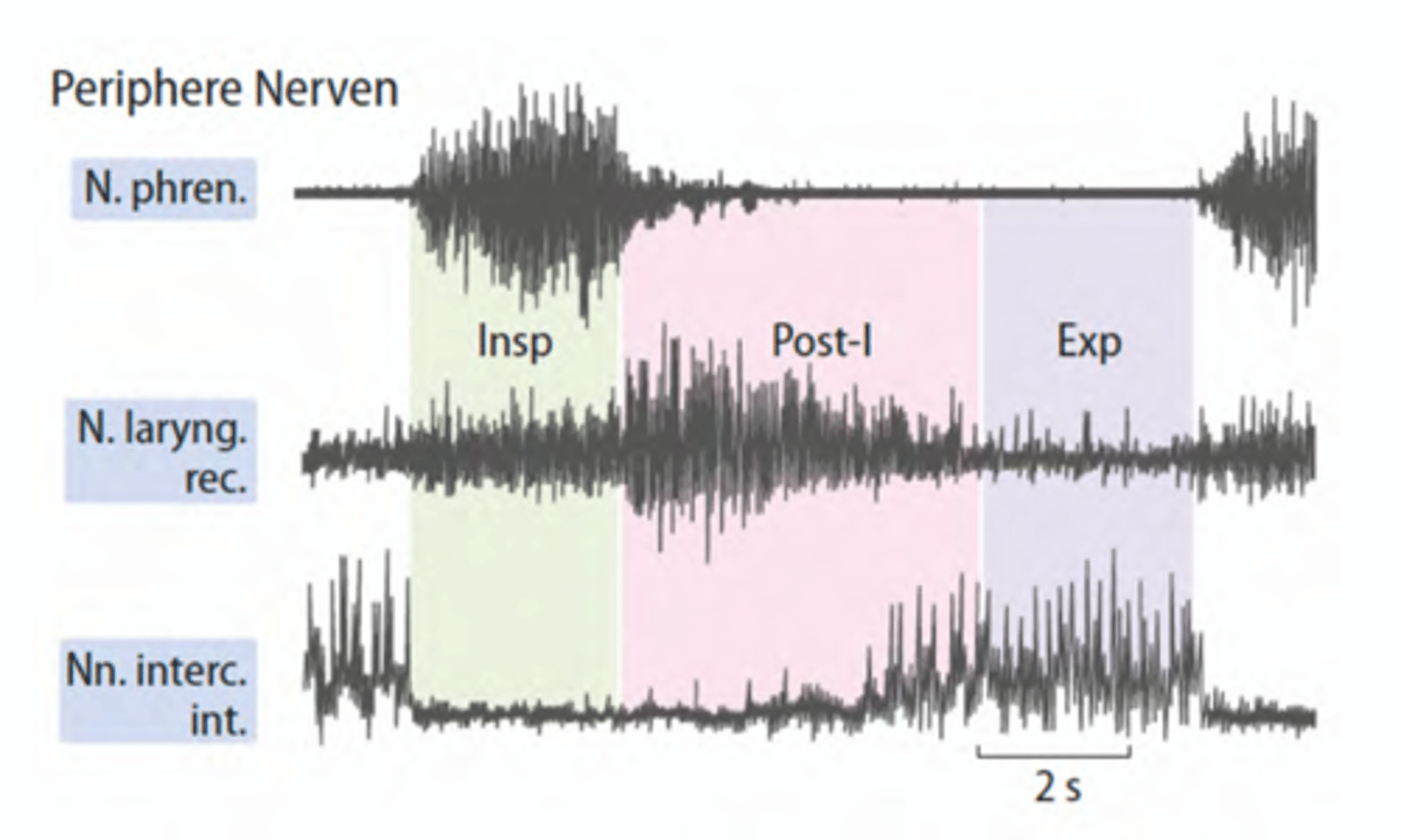 <p>-Der N. phrenicus zeigt anwachsende Aktivität während Zwerchfellkontraktion </p><p>-Kontrolliertes Nachlassen und erhöhter Strömungswiderstand im Kehlkopf (N. laryng. rec.) verlangsamen Ausatmung </p><p>-Speziell bei forcierter Atmung werden zusätzliche Muskeln aktiviert (Abdominal /Interkostal-/Hilfsmuskeln - Nn. interc. int. -> inaktiv bei Inspiration)</p>