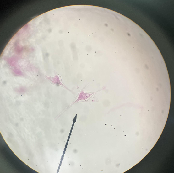 <p>phylum</p>