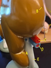 <p>which letter points to the hilum</p>