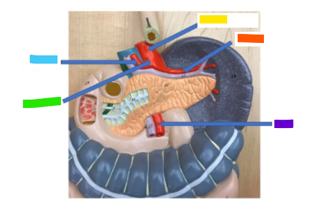 <p>What is the yellow arrow?</p>