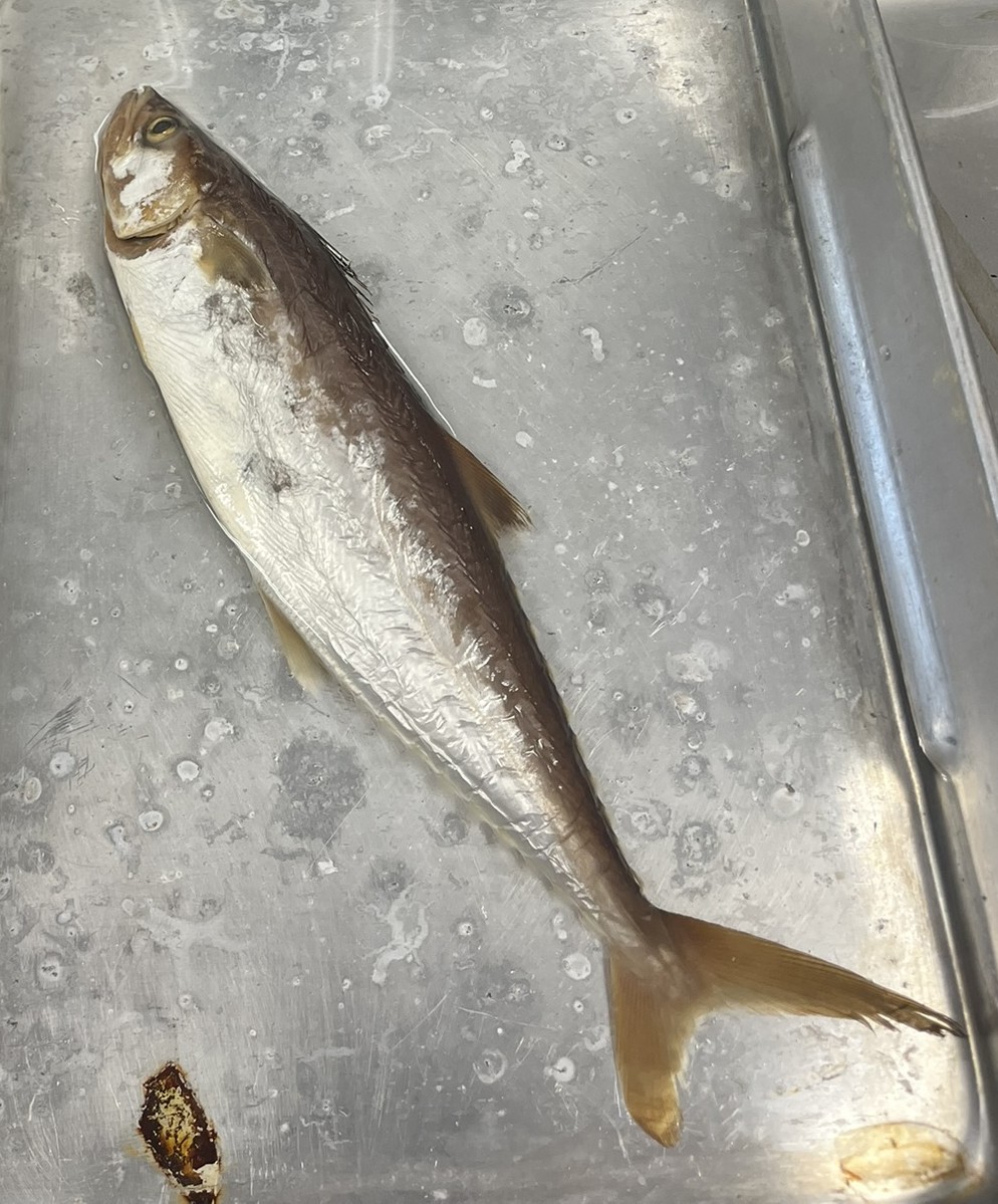 <p>Family Scombridae (mackerels) - <em>Scomberomorus maculatus</em></p>