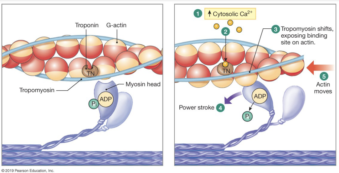 <ul><li><p>binding site = troponin and is blocked by tropomyosin</p></li><li><p>AP depolarizes cell → travels down T-tubules</p></li><li><p>Ca<sup>2+</sup> enters cell (via diffusion through channel, fast); binds to troponin → rolls and exposes binding site</p></li><li><p>Troponin pulls tropomyosin off of binding site</p></li><li><p>cross-bridges are formed and start the power-stroke cycle</p></li><li><p>Ca<sup>2+</sup> is pumped back into the SR → pump is slow</p></li></ul><p></p>