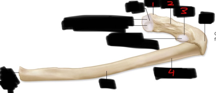 <p>What bone?</p>