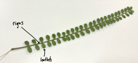 <p><span style="background-color: transparent;"> leaflets are born on the rigus (basically extension of the petiole)</span></p>