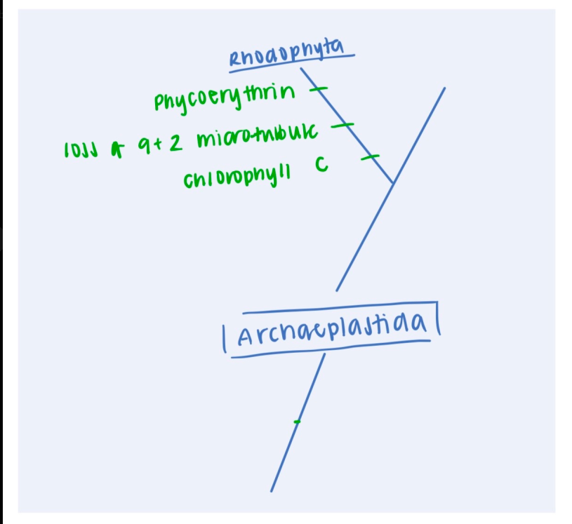 <p>Archaeplastida: <strong>Rhodophyta</strong> (1: synapomorphies) </p>