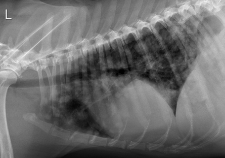 <p>Interstitial pattern</p><ul><li><p>aorta and vena cava is blurry</p></li></ul><p></p>