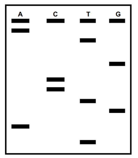 <p>Sequence this (gel electro results)</p>