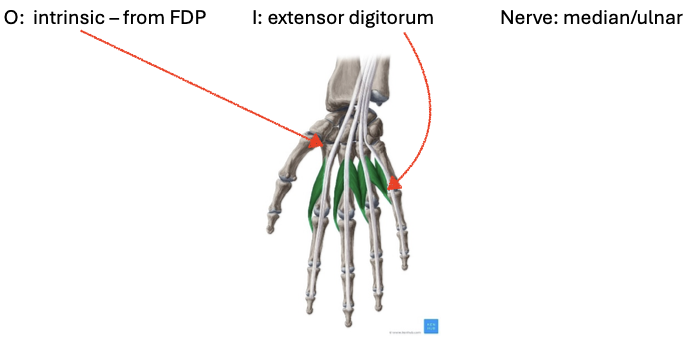 <ul><li><p>O: intrinsic</p></li><li><p>I: extensor digitorum</p></li><li><p>N: median/ulnar</p></li></ul><p></p>