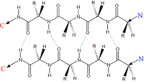 <p>Describe beta sheets, including their structure, hydrogen bonding, orientation, common uses, and types </p>