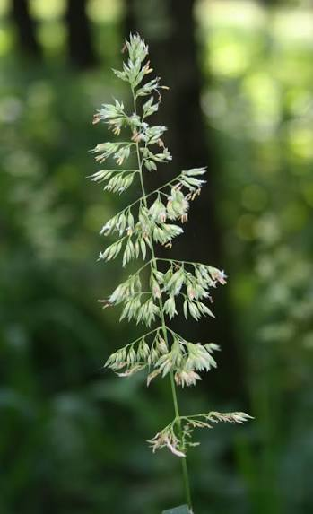 <p>phalaris arundinacea</p><p>(spreads aggressively by seed and thick system of underground roots)</p>