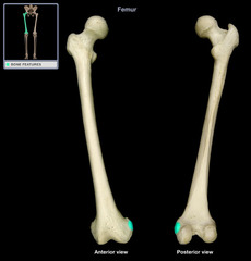 <p>Raised area on or above a condyle.</p>