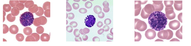 <p>Name the cell</p>