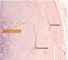 <p>Identify the type of cartilage cell</p>