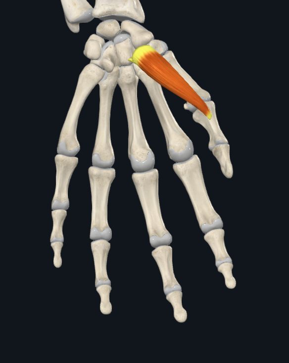 term image