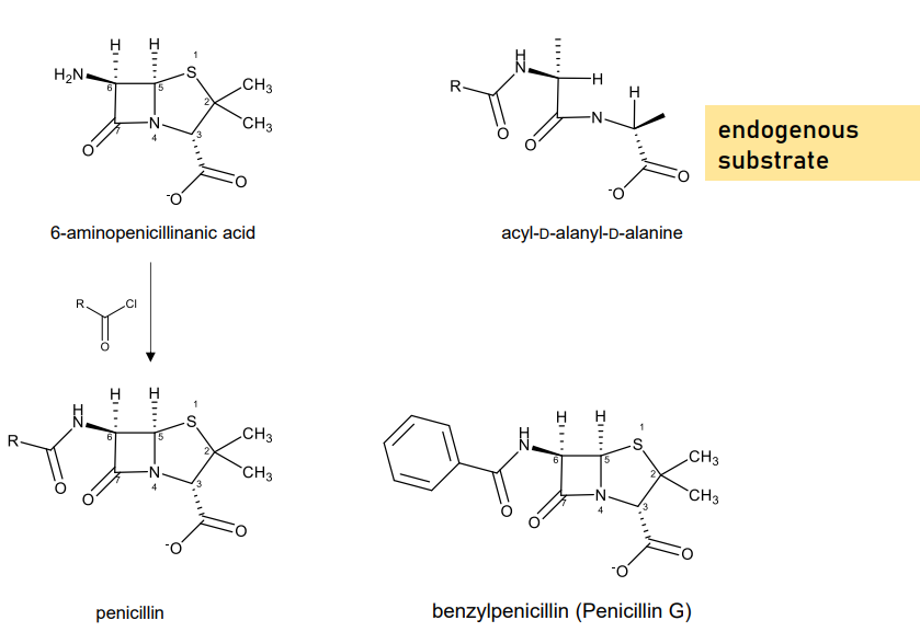 <p>The fermentation product of molds that produce penicillins. </p><p>Much more abundant than penicillin itself. </p><p>More stable so it is isolated easily.</p>