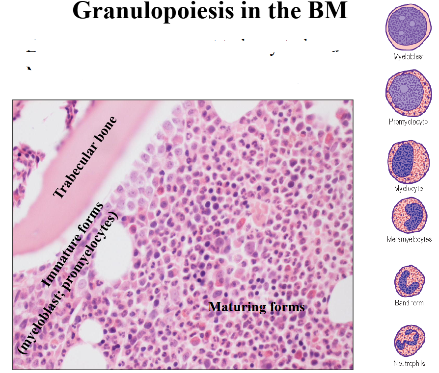 <p>Granulopoiesis in the BM</p>