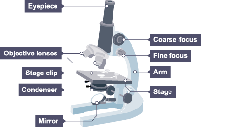 light microscope diagram