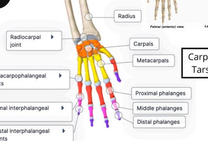<p>between distal and middle phalanges</p><p>hinge joint, which allows for the extension and flexion </p>