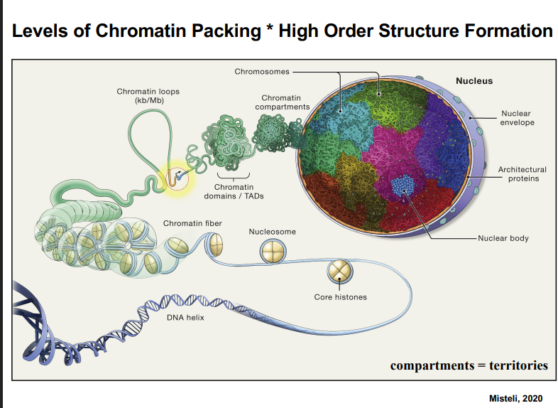<p><span style="background-color: transparent;"><strong>Organization of Chromatin in the Nucleus</strong></span></p>