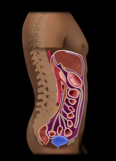 <p><span>Urinary bladder</span></p>