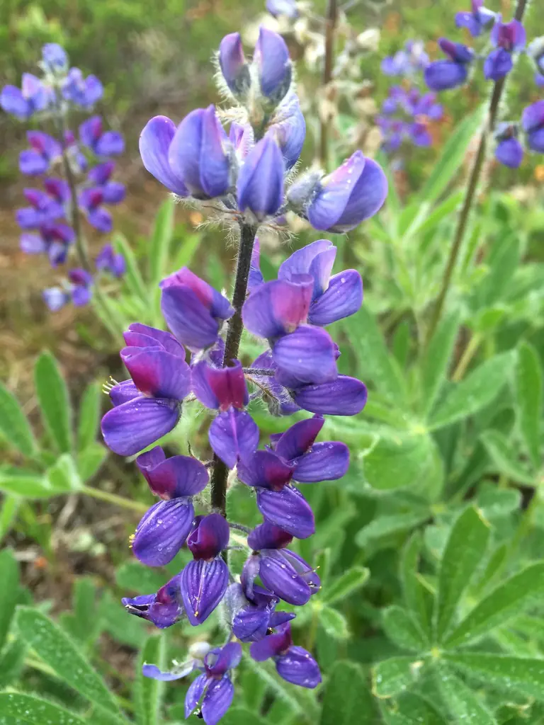<p>Lupinus spp. </p>