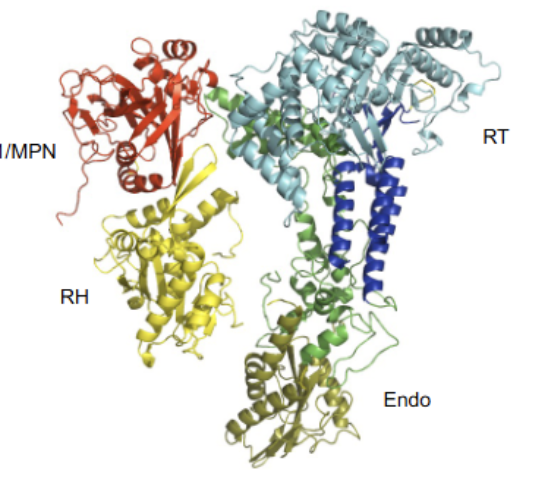<p>Notably does not perform any catalysis (all active sites have been replaced with non-functional units). Extremly well (most) conserved from humans to yeast = important. Largely performs structural role. Contains many domains, featuring an endonuclease, reverse transcriptase and RNase-H</p>