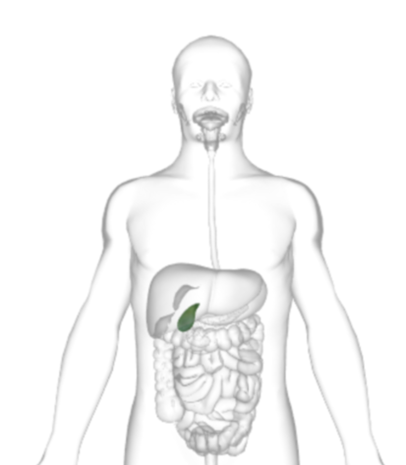 <p>what is highlighted</p>