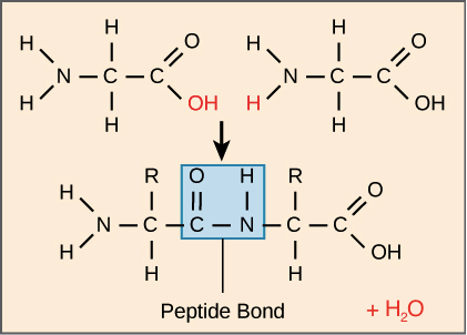 <p>Amino acids</p><ul><li><p>Link together through covalent bonds called <strong>peptide bonds</strong> formed via dehydration synthesis (condensation reactions) to create polypeptide chains</p></li></ul><p></p>