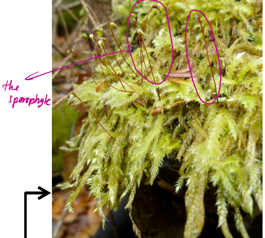 <p>Describe feathery mosses</p>