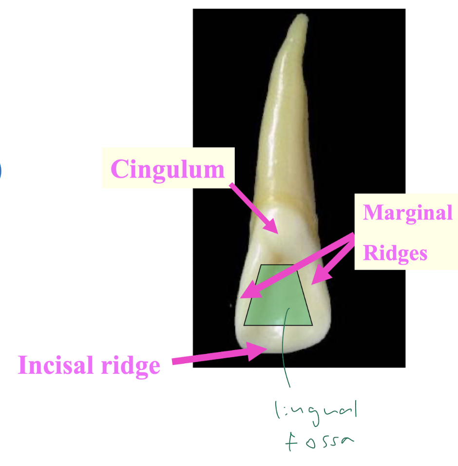 <p>elevations</p><ul><li><p>marginal ridges (mesial + distal) </p></li><li><p>cingulum (> cervically)</p></li><li><p>incisal ridge</p></li></ul><p>depressions</p><ul><li><p>palatal fossa: > concave and circumscribed (> clearly bounded)</p></li></ul><p></p>
