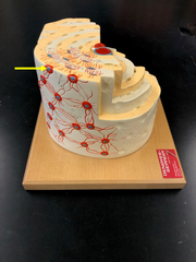 <p>bone cells</p>