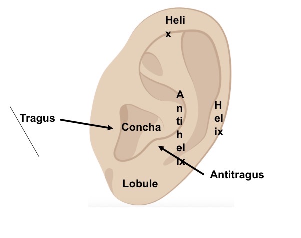 <ul><li><p>Helix and anti-helix</p></li><li><p>Concha</p></li><li><p>Tragus and anti-tragus</p></li><li><p>Lobule</p></li></ul><p></p>