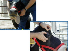 <p>This cow has a flaccid tongue, where you pull the tongue out of its' mouth and it just stays there. The cow has cranial nerve deficits and doesn't blink. Thoughts?</p>