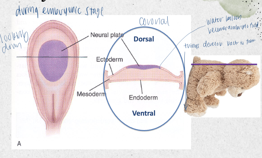 <p>most dorsal part of embryonic disk</p><ul><li><p>made up of nerve cells</p><ul><li><p>nerve cells start dorsal and grow forward</p></li></ul></li></ul><p></p>