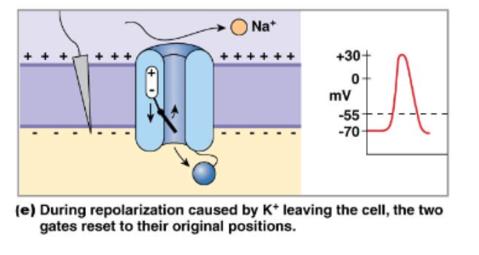 <p>Voltage gated Na+ channels have 3 states and 2 gates</p>
