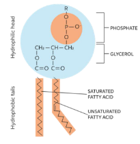 <p>Name the Lipid molecule:</p>