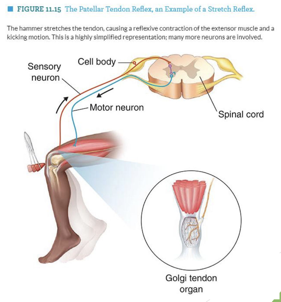<p>= muscle pairs that produce opposing movements at a joint</p><p>    result: smooth movements, precision in stopping &amp; minimal tremor → less fatigue</p><p></p><p>ex. biceps decrease arm angle &amp; triceps increase arm angle </p><p></p><p><span style="color: rgb(201, 163, 246);"><strong>→ controlled by spinal reflexes </strong></span></p><p></p><p><strong>Spinal Reflexes </strong>= ONLY use the spinal cord for movement (no brain)</p><p>    triggered by:</p><p>→ muscle spindles = stretch receptors in muscles </p><p>→ Golgi tendon organs = tension receptors in muscles </p><p>          -trigger spinal reflexes → inhibit over-contraction of muscles → allowing dynamic adjustment to increased external load</p>