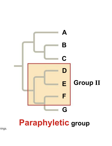 <p>Grouping consisting of an ancestral species and some of the descendants </p>