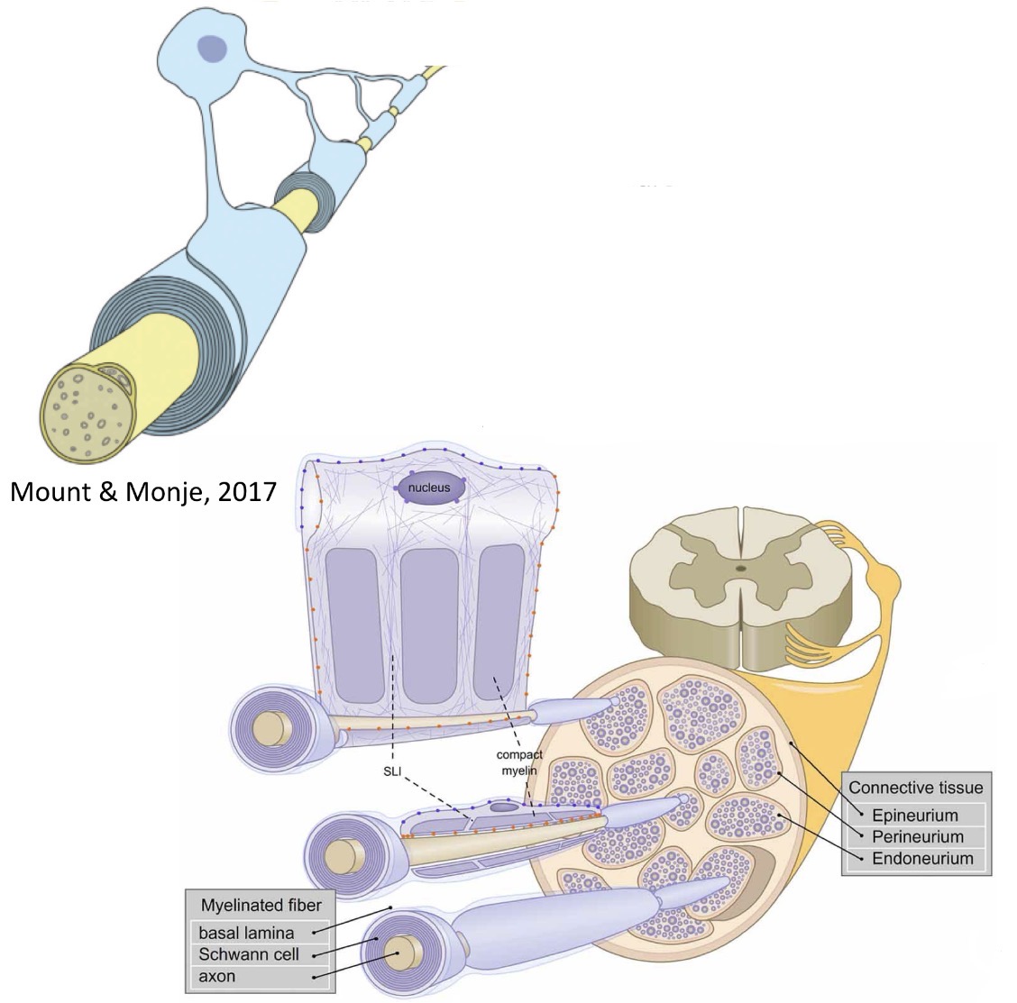 <p>Myelinisierung durch Oligodendrocyten & Schwann-Zellen</p><p>Bildung von Myelinscheiden → Fettscheiden</p><p> Elektrische Isolation zur Erhöhung der Nervenleitgeschwindigkeit</p><p> Oligodendrocyten im ZNS, Schwann-Zellen im PNS</p><p> Eine Schwann-Zelle bildet nur ein Myelin-Segment</p><p> Ein Oligodendrocyt bildet typischerweise mehrere Myelin-Segmente auf mehreren Axonen</p><p> Nur Schwann-Zellen können die axonale Regeneration unterstützen</p><p> </p>