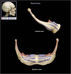 <p>bone that is suspended in the mid neck region and provides a moveable base for the tongue</p>