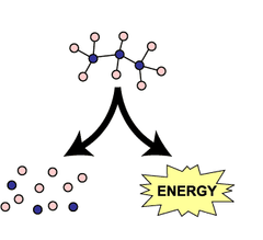 <p>break covalent bonds, release energy, exergonic</p>