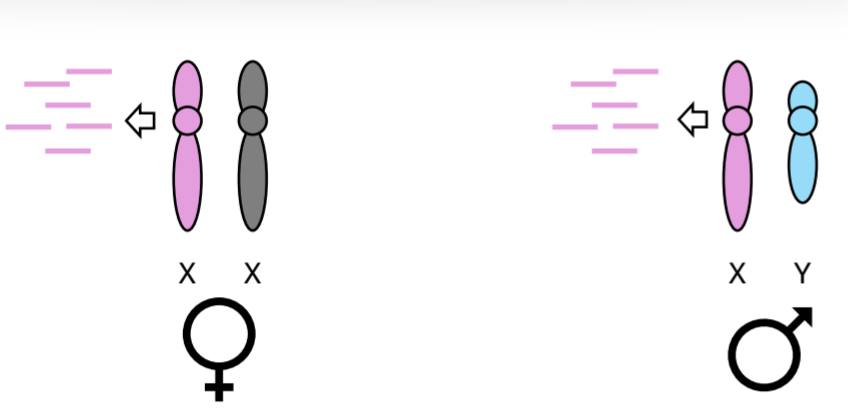 <p>One X chromosome is randomly shut down in XX individuals</p>