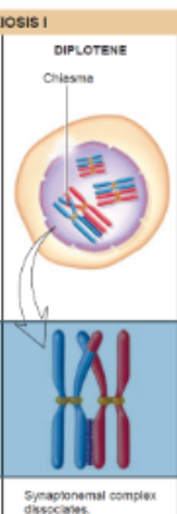 <p>Diplotene Synaptonemal complex dissociates + chiasmata are visible</p>