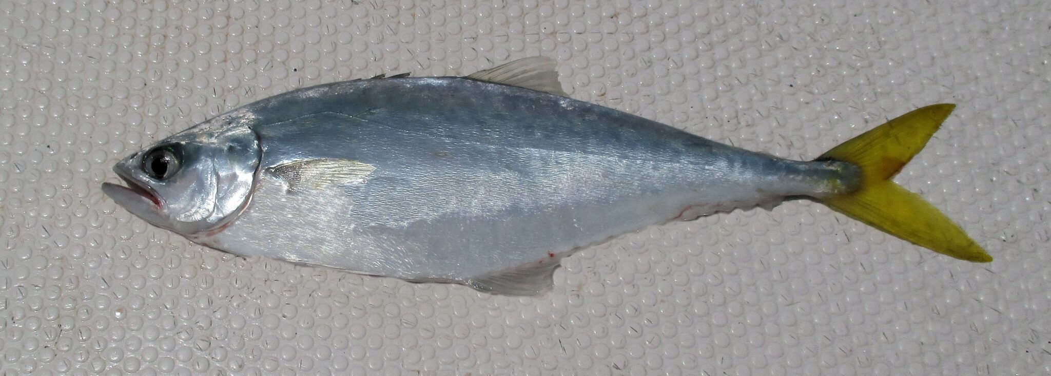 <p>Reduced rear fins, yellow fins, serrated dorsal spine</p>