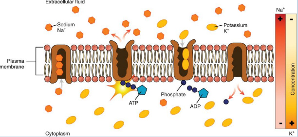 <p>• Powered by ATP to transfer Na+ out of the cytoplasm and into the ECF.</p><p>• The pump also transfers K+ into the cytoplasm.</p><p>• For every ATP molecule that the pump uses, <strong>three </strong>Na+ are exported, and <strong>two </strong>K+ are imported.</p><p>• Net export of a single positive charge per pump cycle.</p>